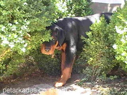 dora Erkek Rottweiler