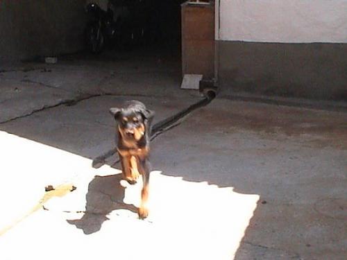 dora Erkek Rottweiler