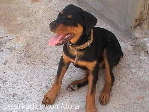 dora Erkek Rottweiler