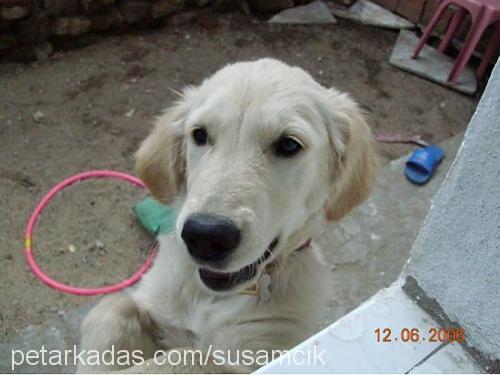 şeker Dişi Golden Retriever