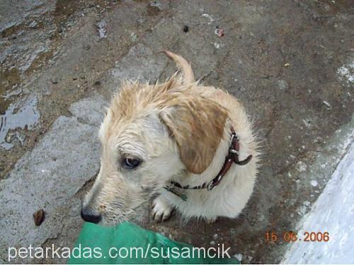 şeker Dişi Golden Retriever