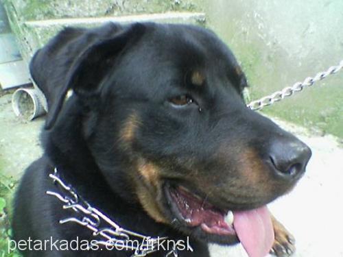 zeus Erkek Rottweiler