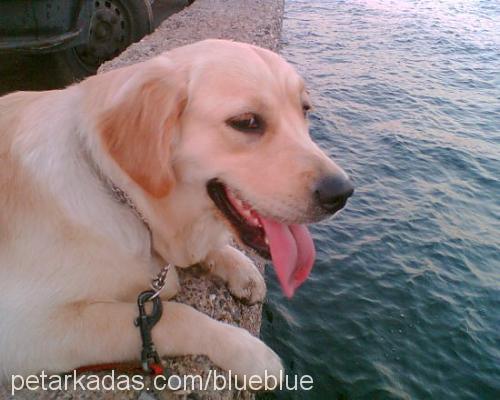 angel Dişi Golden Retriever