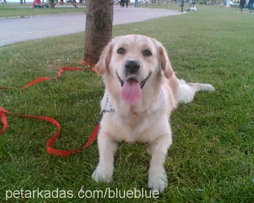 angel Dişi Golden Retriever