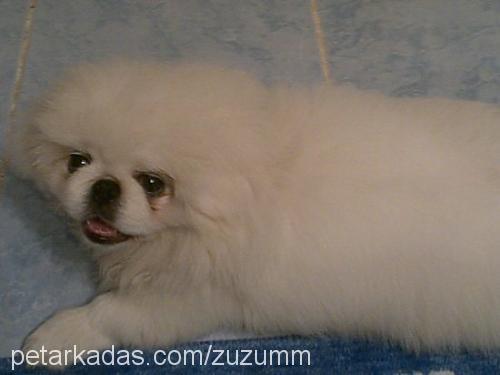 zuzu Erkek Pekingese