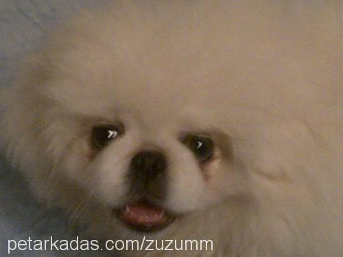 zuzu Erkek Pekingese