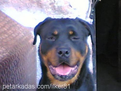 pasha Erkek Rottweiler