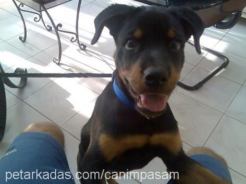 paşa Erkek Rottweiler