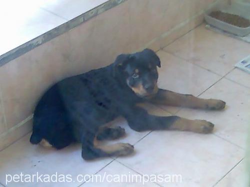 paşa Erkek Rottweiler