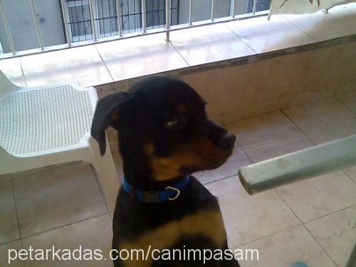 paşa Erkek Rottweiler