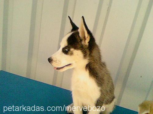 whisky Erkek Sibirya Kurdu (Husky)