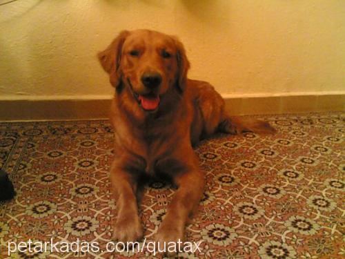 micho Erkek Golden Retriever