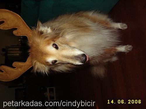 cindy Dişi Collie