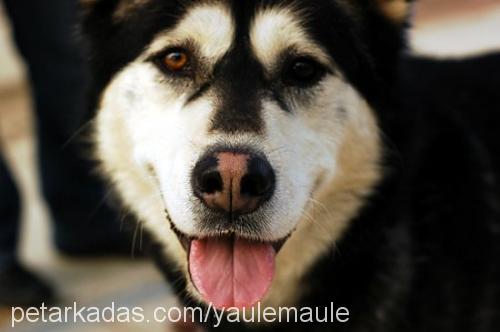 turav.louisx Erkek Alaskan Malamute