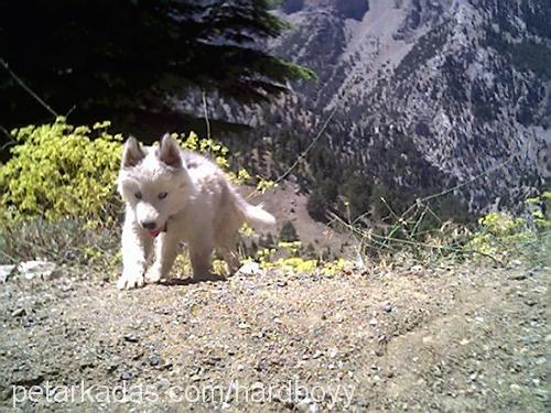 ozzy Erkek Sibirya Kurdu (Husky)