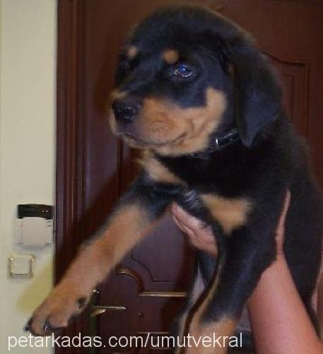 kral Erkek Rottweiler