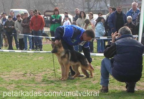 ken von der bru Erkek Alman Çoban Köpeği