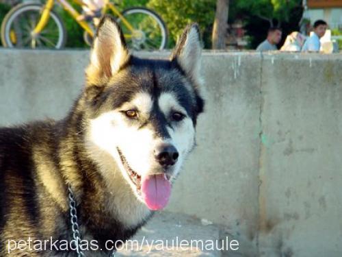 turav.louisx Erkek Alaskan Malamute