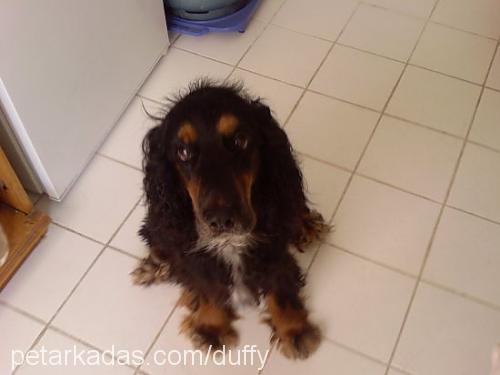 duffy Erkek İngiliz Cocker Spaniel