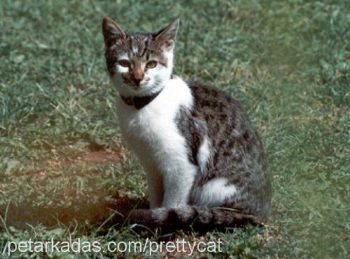 boncuk Dişi Tekir Kedi