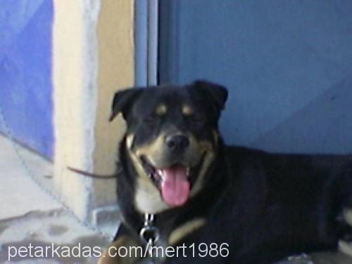 bilek Erkek Rottweiler