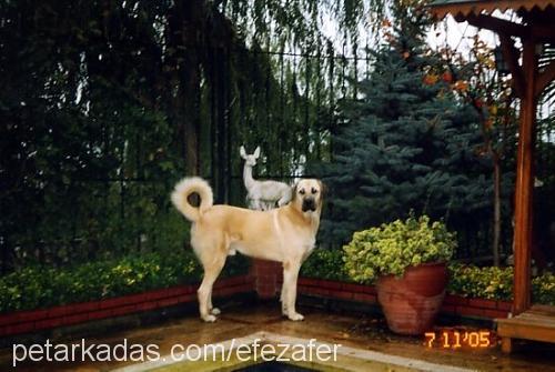 Şimşek Erkek Kangal