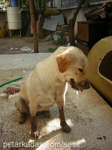 ceni Dişi Golden Retriever