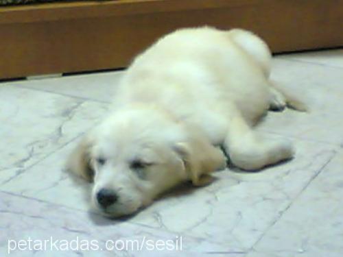 ceni Dişi Golden Retriever