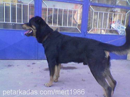 bilek Erkek Rottweiler