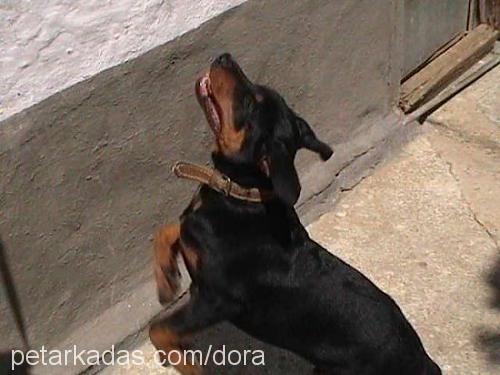 dora Erkek Rottweiler