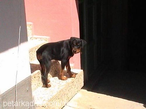 dora Erkek Rottweiler