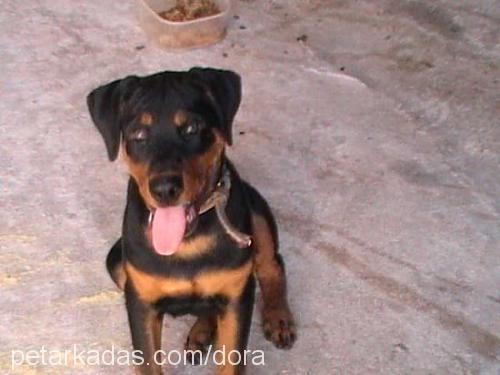 dora Erkek Rottweiler