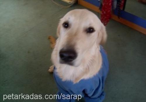 şarap Erkek Golden Retriever