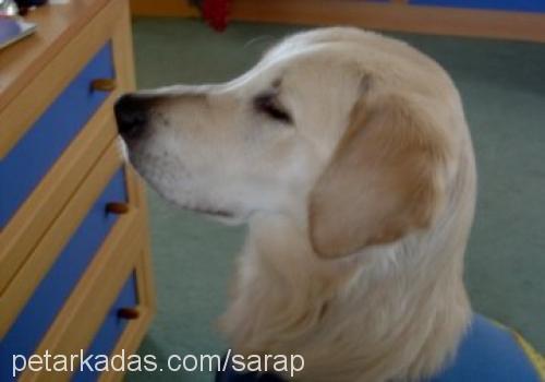 şarap Erkek Golden Retriever