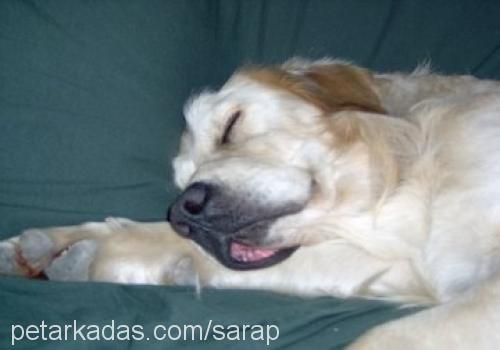 şarap Erkek Golden Retriever