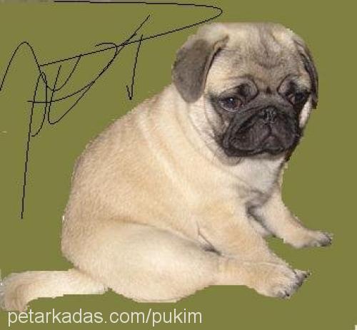 puki Dişi Pug