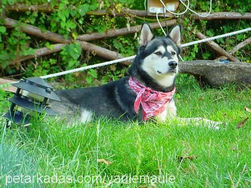 turav.louisx Erkek Alaskan Malamute