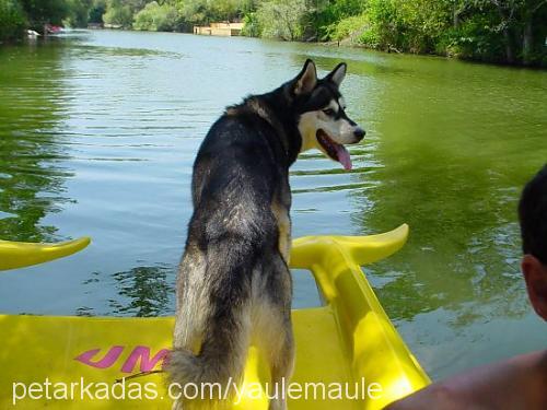 turav.louisx Erkek Alaskan Malamute