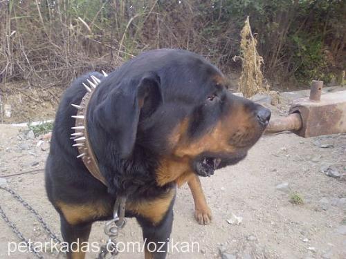 ozi Erkek Rottweiler