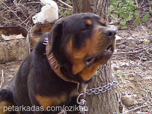 ozi Erkek Rottweiler