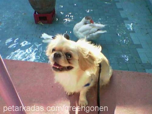 lolita Dişi Pekingese