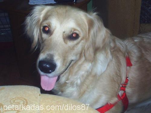 simba Dişi Golden Retriever