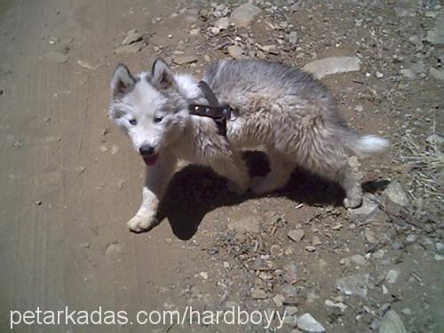 ozzy Erkek Sibirya Kurdu (Husky)