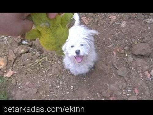 pıtır Erkek West Highland White Terrier