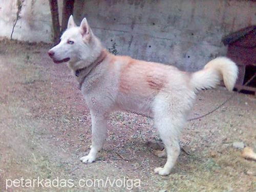 rex Erkek Sibirya Kurdu (Husky)