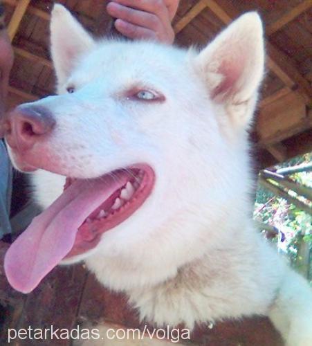 rex Erkek Sibirya Kurdu (Husky)