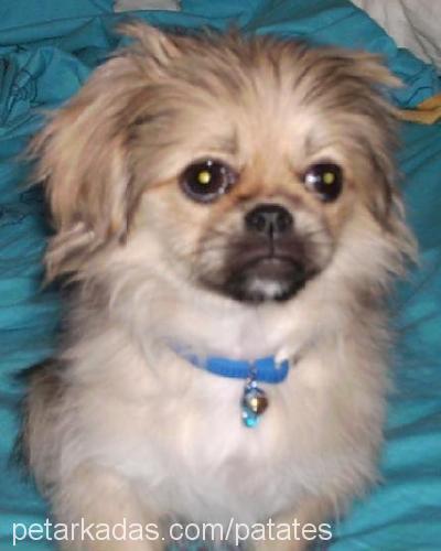 kartop Dişi Tibetli Spaniel