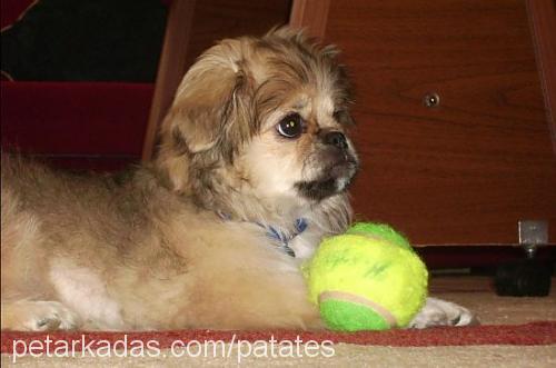 kartop Dişi Tibetli Spaniel