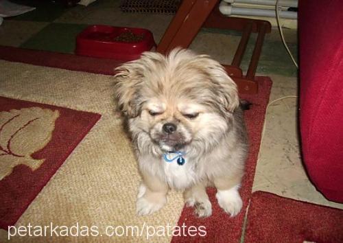 kartop Dişi Tibetli Spaniel