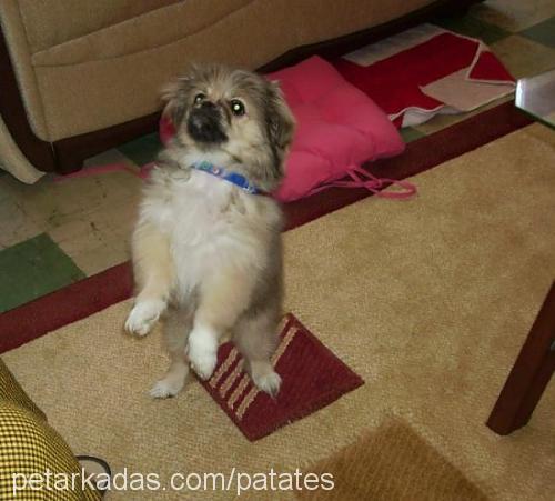 kartop Dişi Tibetli Spaniel